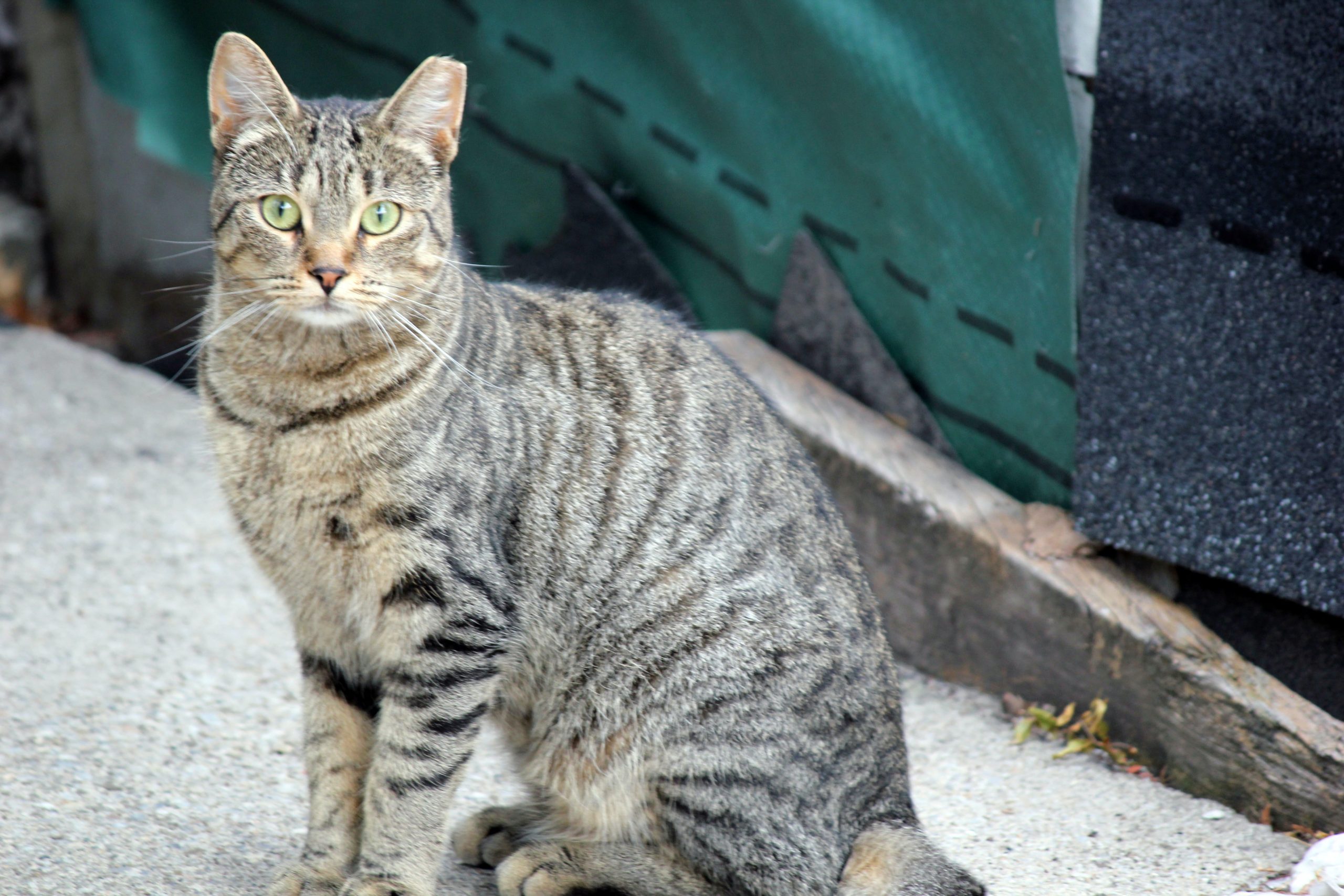 feral_cat_unsplash
